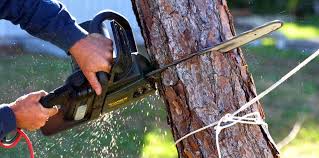 Trusted East Bronson, FL  Tree Services Experts