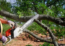 Best Tree Preservation Services  in East Bronson, FL